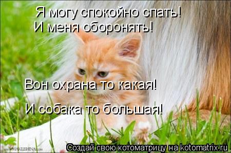Я могу спокойно спать! И меня оборонять! Вон охрана то какая! И собака то большая!... Котоматрица: Я могу спокойно спать! И меня оборонять! Вон охрана то какая! И собака то большая!