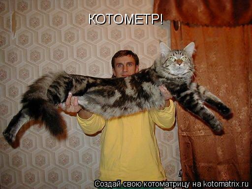 КОТОМЕТР!... Котоматрица: КОТОМЕТР!