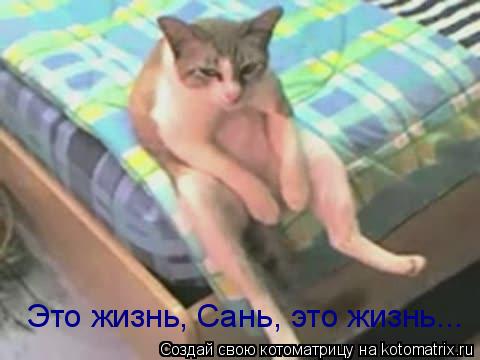 Это жизнь, Сань, это жизнь...... Котоматрица: Это жизнь, Сань, это жизнь...
