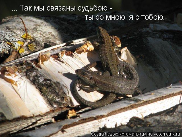 ... Так мы связаны судьбою - ты со мною, я с тобою...... Котоматрица: ... Так мы связаны судьбою - ты со мною, я с тобою...