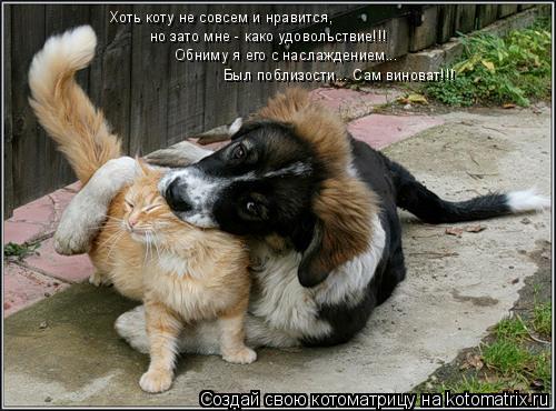 Хоть коту не совсем и нравится, но зато мне - како удовольствие!!! Обниму я его с наслаждением... Был... Котоматрица: Хоть коту не совсем и нравится, но зато мне - како удовольствие!!! Обниму я его с наслаждением... Был поблизости... Сам виноват!!!