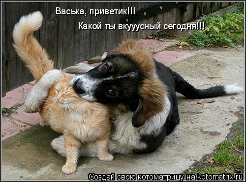 Васька, приветик!!! Какой ты вкууусный сегодня!!!... Котоматрица: Васька, приветик!!! Какой ты вкууусный сегодня!!!