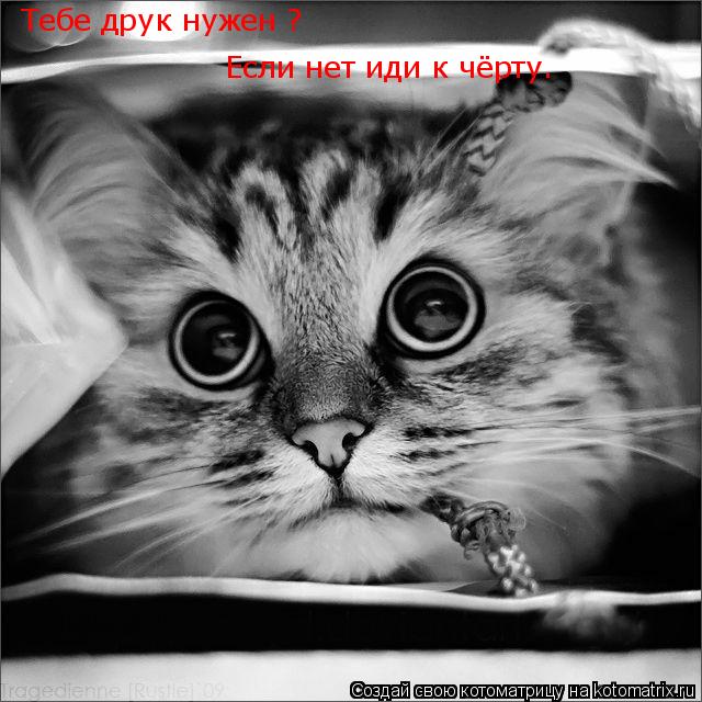 Тебе друк нужен Тебе друк нужен ? Если нет иди к чёрту.... Котоматрица: Тебе друк нужен Тебе друк нужен ? Если нет иди к чёрту.
