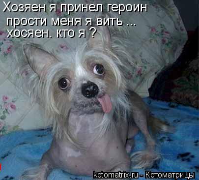 Хозяен я принел героин прости меня я вить ... хосяен. кто я ?... Котоматрица: Хозяен я принел героин прости меня я вить ... хосяен. кто я ?
