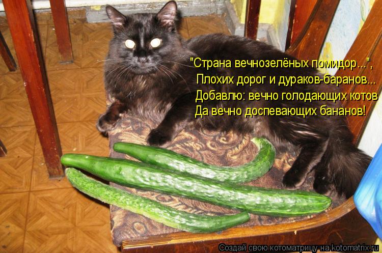 Плохих дорог и дураков-баранов... Да вечно доспевающих бананов! Добавлю: вечно голодающих котов "Стра... Котоматрица: Плохих дорог и дураков-баранов... Да вечно доспевающих бананов! Добавлю: вечно голодающих котов "Страна вечнозелёных помидор...",