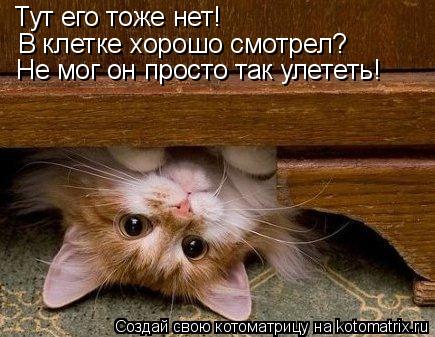 Тут его тоже нет! В клетке хорошо смотрел? Не мог он просто так улететь!... Котоматрица: Тут его тоже нет! В клетке хорошо смотрел? Не мог он просто так улететь!