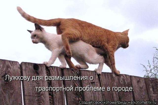 Лужкову для размышления о траспортной проблеме в городе.... Котоматрица: Лужкову для размышления о траспортной проблеме в городе.