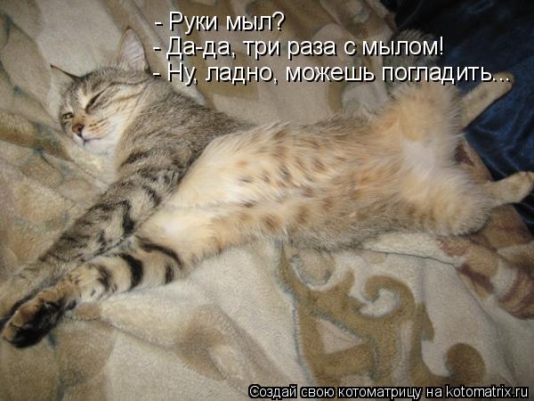 - Руки мыл? - Да-да, три раза с мылом! - Ну, ладно, можешь погладить...... Котоматрица: - Руки мыл? - Да-да, три раза с мылом! - Ну, ладно, можешь погладить...