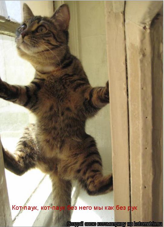 Кот-паук, кот-паук без него мы как без рук... Котоматрица: Кот-паук, кот-паук без него мы как без рук