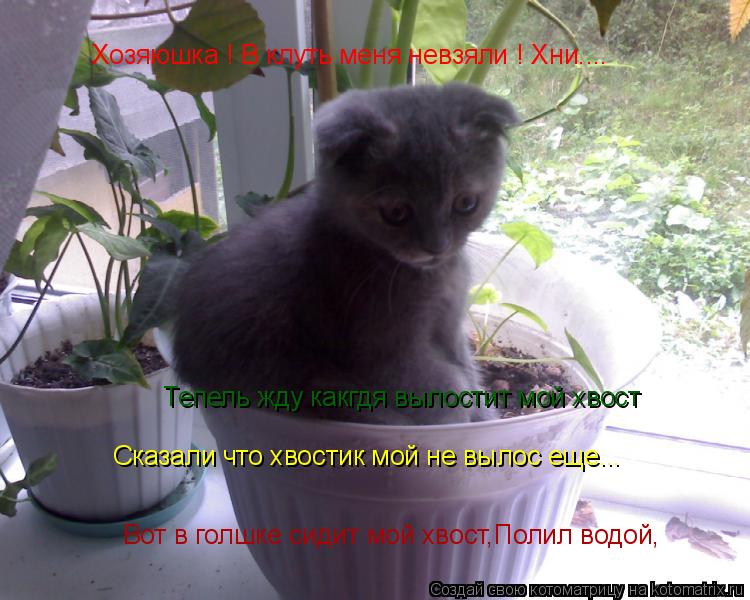 Хозяюшка ! В клуть меня невзяли ! Хни.... Сказали что хвостик мой не вылос еще... Вот в голшке сидит ... Котоматрица: Хозяюшка ! В клуть меня невзяли ! Хни.... Сказали что хвостик мой не вылос еще... Вот в голшке сидит мой хвост,Полил водой, Тепель жду какгдя выл