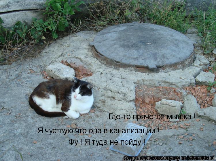 Где-то прячется мышка ! Я чуствую что она в канализации ! Фу ! Я туда не пойду !... Котоматрица: Где-то прячется мышка ! Я чуствую что она в канализации ! Фу ! Я туда не пойду !