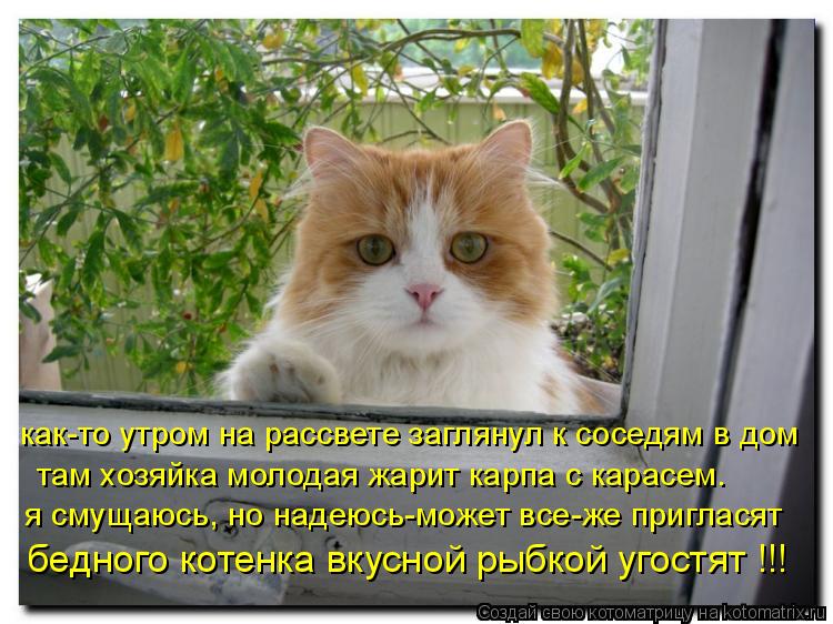бедного котенка вкусной рыбкой угостят !!! я смущаюсь, но надеюсь-может все-же пригласят там хозяйка ... Котоматрица: бедного котенка вкусной рыбкой угостят !!! я смущаюсь, но надеюсь-может все-же пригласят там хозяйка молодая жарит карпа с карасем. как-то ут