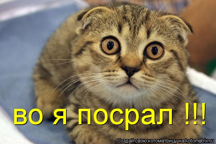 во я посрал !!!... Котоматрица: во я посрал !!!
