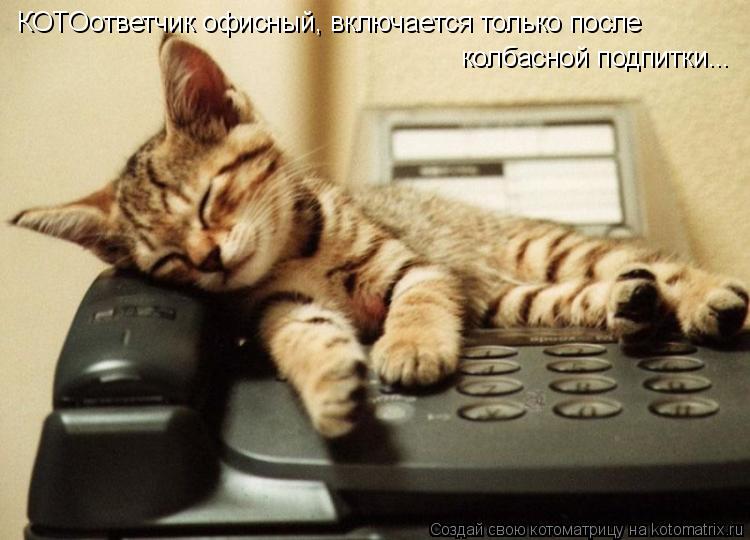 КОТОответчик офисный, включается только после колбасной подпитки...... Котоматрица: КОТОответчик офисный, включается только после колбасной подпитки...