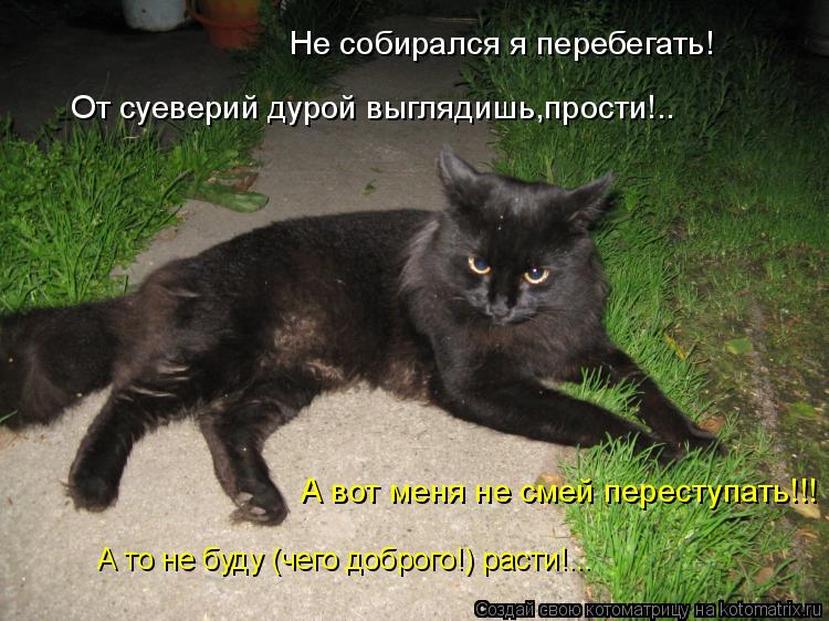 Котоматрица: Не собирался я перебегать! А вот меня не смей переступать!!! А то не буду (чего доброго!) расти!... От суеверий дурой выглядишь,прости!..