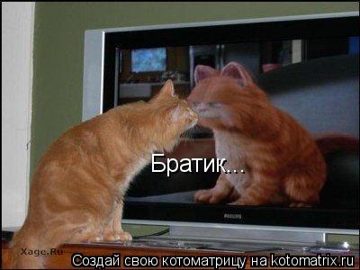 Братик...... Котоматрица: Братик...