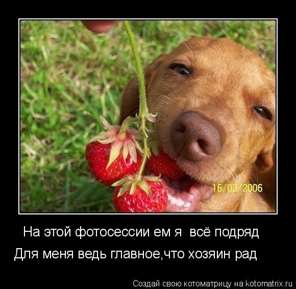 На этой фотосессии ем я всё подряд Для меня ведь главное,что хозяин рад... Котоматрица: На этой фотосессии ем я всё подряд Для меня ведь главное,что хозяин рад