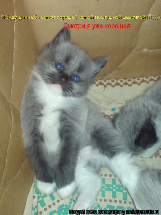 Я буду для тебя самой хорошей,самой послушной девочкой)))))))) Смотри,я уже хорошая........ Котоматрица: Я буду для тебя самой хорошей,самой послушной девочкой)))))))) Смотри,я уже хорошая.....
