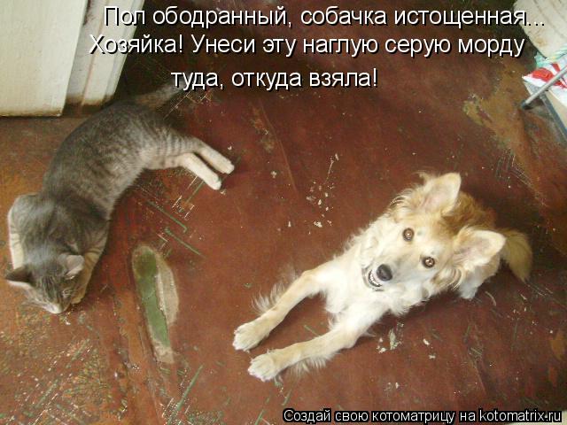 Пол ободранный, собачка истощенная... Хозяйка! Унеси эту наглую серую морду туда, откуда взяла!... Котоматрица: Пол ободранный, собачка истощенная... Хозяйка! Унеси эту наглую серую морду туда, откуда взяла!