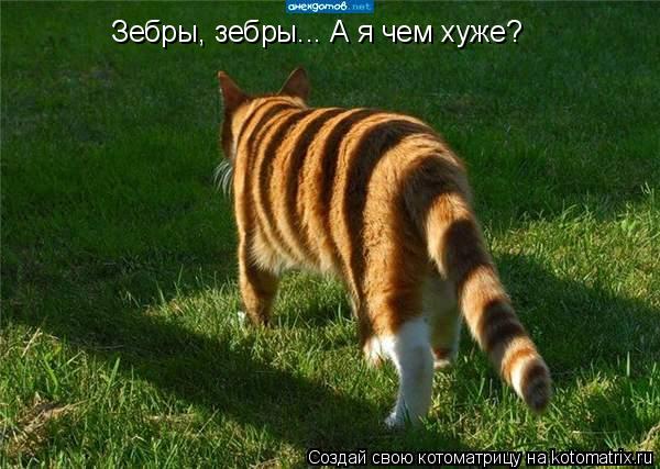 Зебры, зебры... А я чем хуже?... Котоматрица: Зебры, зебры... А я чем хуже?