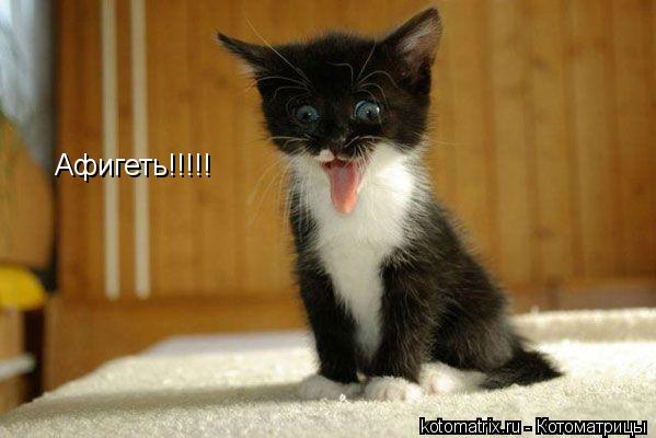 Афигеть!!!!!... Котоматрица: Афигеть!!!!!