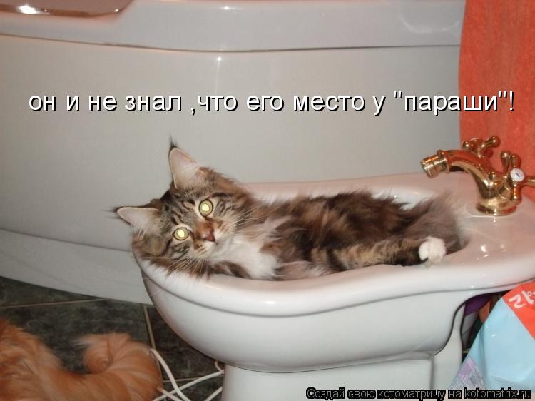 он и не знал ,что его место у "параши"!... Котоматрица: он и не знал ,что его место у "параши"!