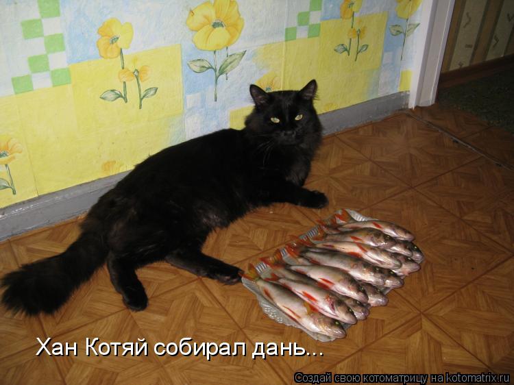 Хан Котяй собирал дань...... Котоматрица: Хан Котяй собирал дань...