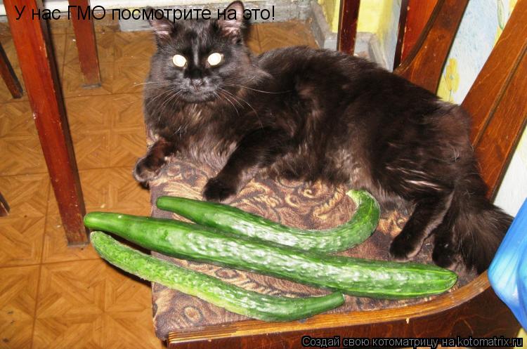 У нас ГМО посмотрите на это!... Котоматрица: У нас ГМО посмотрите на это!