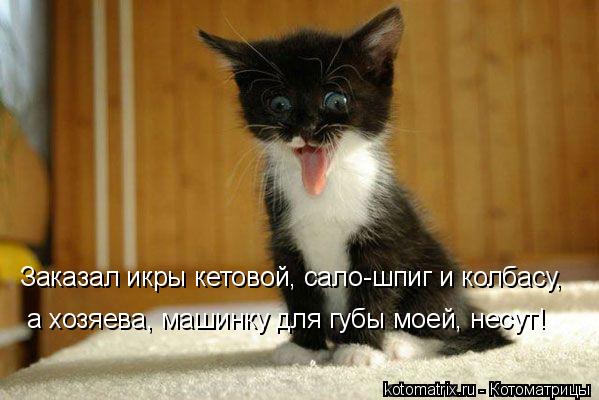Заказал икры кетовой, сало-шпиг и колбасу, а хозяева, машинку для губы моей, несут!... Котоматрица: Заказал икры кетовой, сало-шпиг и колбасу, а хозяева, машинку для губы моей, несут!