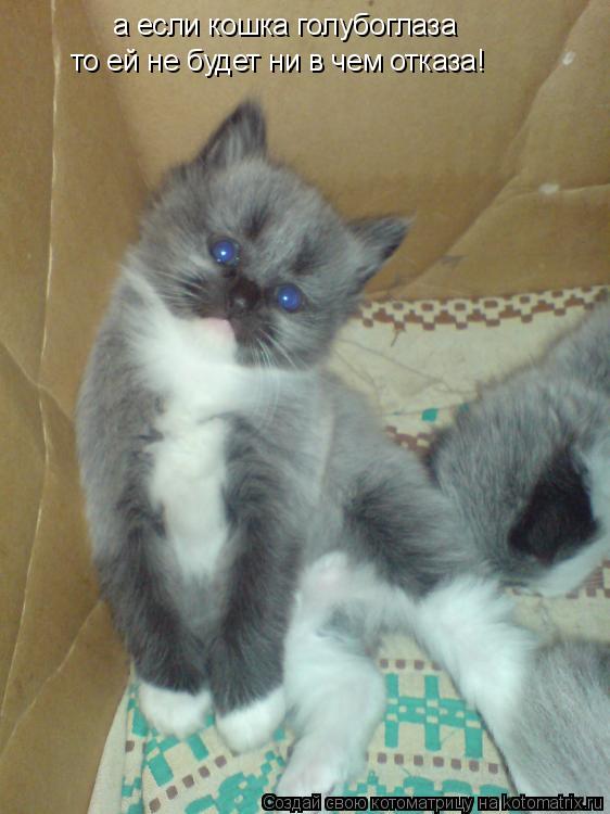 а если кошка голубоглаза то ей не будет ни в чем отказа!... Котоматрица: а если кошка голубоглаза то ей не будет ни в чем отказа!