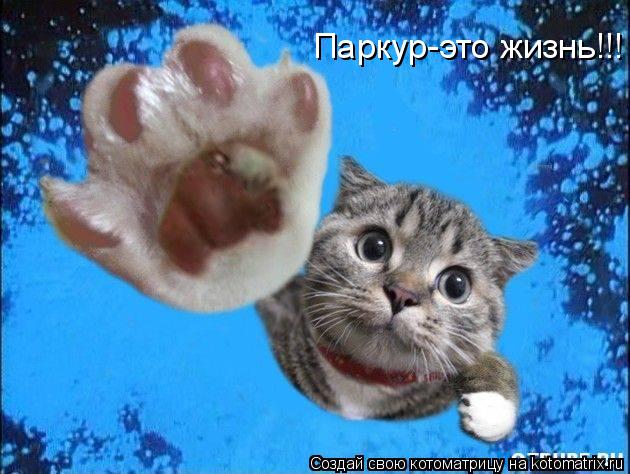 Паркур-это жизнь!!!... Котоматрица: Паркур-это жизнь!!!
