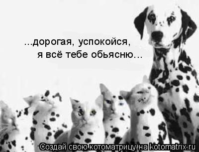 ...дорогая, успокойся, я всё тебе обьясню...... Котоматрица: ...дорогая, успокойся, я всё тебе обьясню...