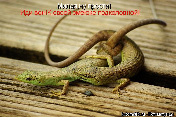 Милая,ну прости! Иди вон!К своей змеюке подколодной!... Котоматрица: Милая,ну прости! Иди вон!К своей змеюке подколодной!