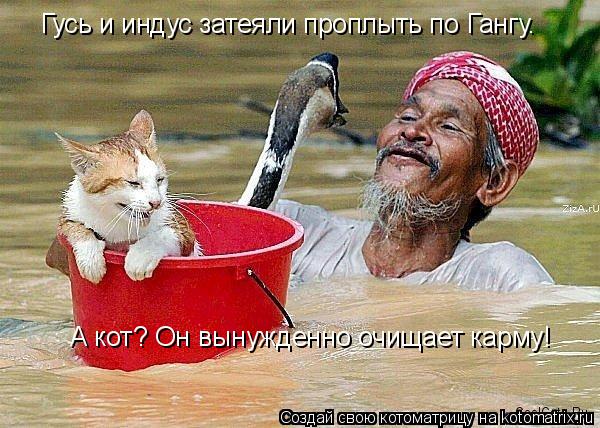 Гусь и индус затеяли проплыть по Гангу. А кот? Он вынужденно очищает карму!... Котоматрица: Гусь и индус затеяли проплыть по Гангу. А кот? Он вынужденно очищает карму!