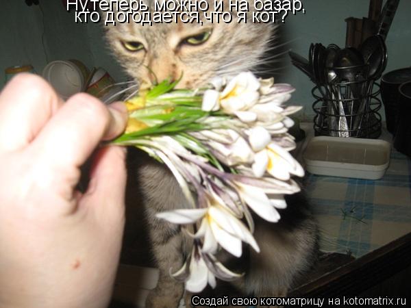 Ну,теперь можно и на базар, кто догодается,что я кот?... Котоматрица: Ну,теперь можно и на базар, кто догодается,что я кот?