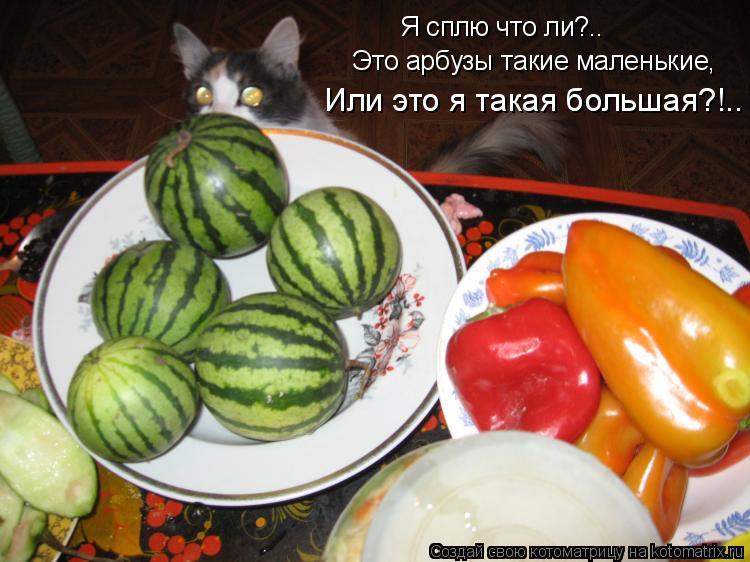 Я сплю что ли?.. Это арбузы такие маленькие, Или это я такая большая?!..... Котоматрица: Я сплю что ли?.. Это арбузы такие маленькие, Или это я такая большая?!..