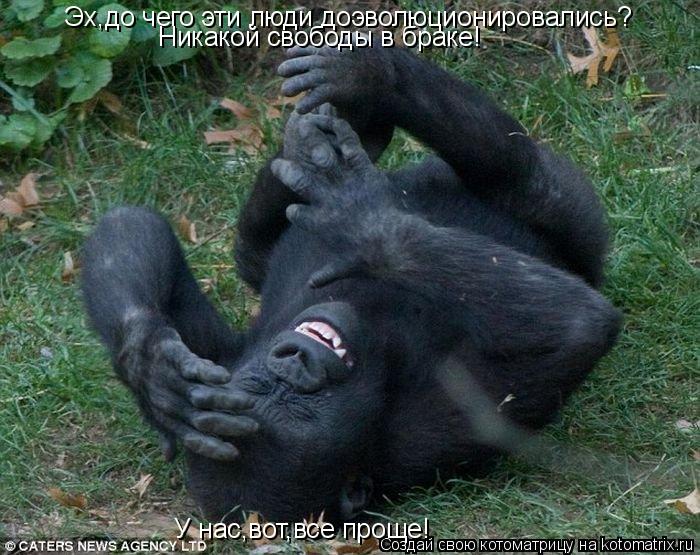 Эх,до чего эти люди доэволюционировались? Никакой свободы в браке! У нас,вот,все проще!... Котоматрица: Эх,до чего эти люди доэволюционировались? Никакой свободы в браке! У нас,вот,все проще!