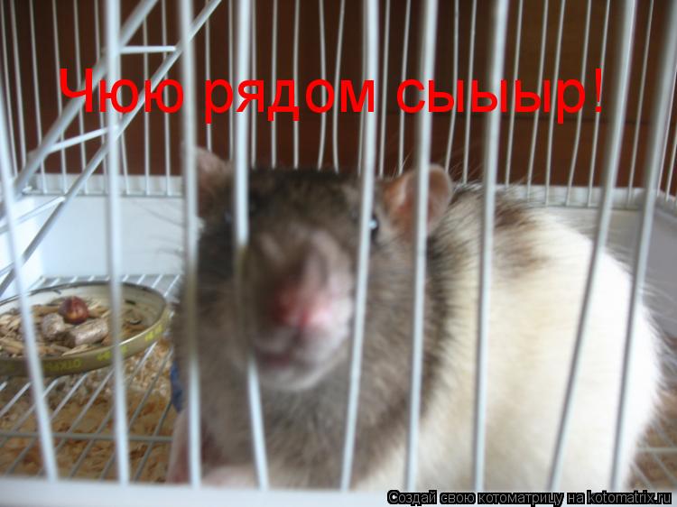 Чюю рядом сыыыр!... Котоматрица: Чюю рядом сыыыр!
