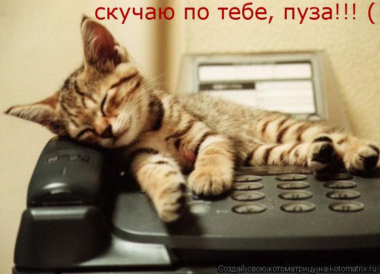 скучаю по тебе, пуза!!! (... Котоматрица: скучаю по тебе, пуза!!! (