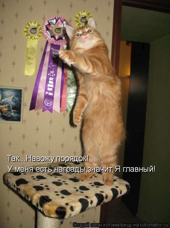 Так...Навожу порядок! У меня есть награды,значит Я главный!... Котоматрица: Так...Навожу порядок! У меня есть награды,значит Я главный!