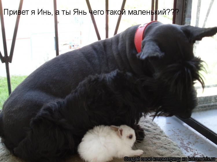 Привет я Инь, а ты Янь чего такой маленький???... Котоматрица: Привет я Инь, а ты Янь чего такой маленький???