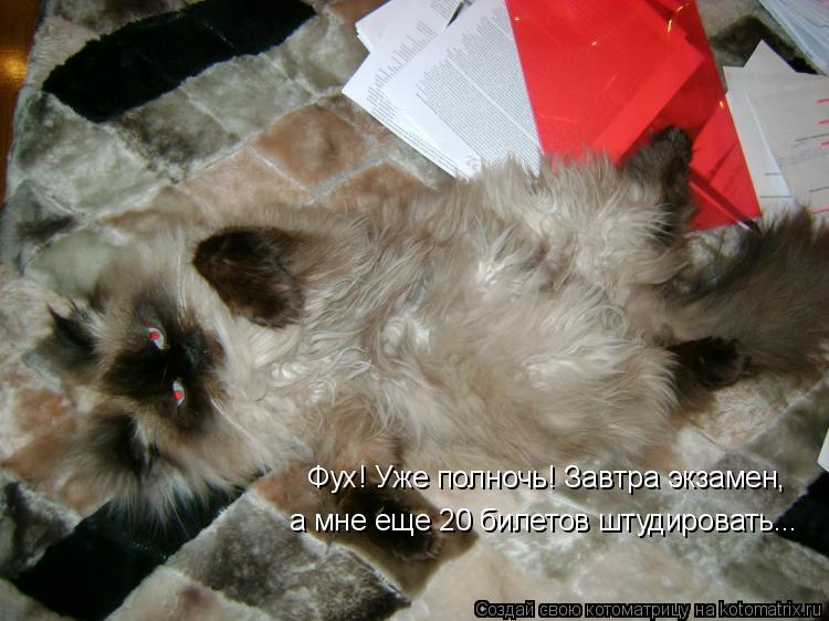 Фух! Уже полночь! Завтра экзамен, а мне еще 20 билетов штудировать...... Котоматрица: Фух! Уже полночь! Завтра экзамен, а мне еще 20 билетов штудировать...