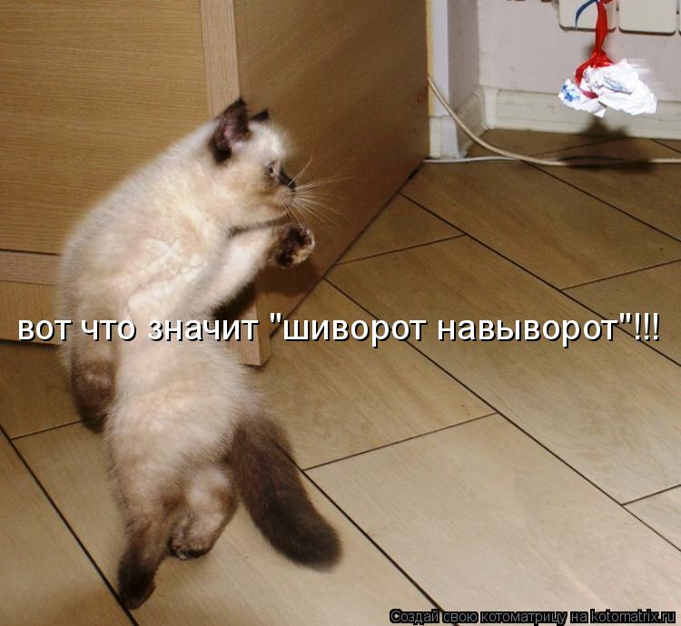 вот что значит "шиворот навыворот"!!!... Котоматрица: вот что значит "шиворот навыворот"!!!