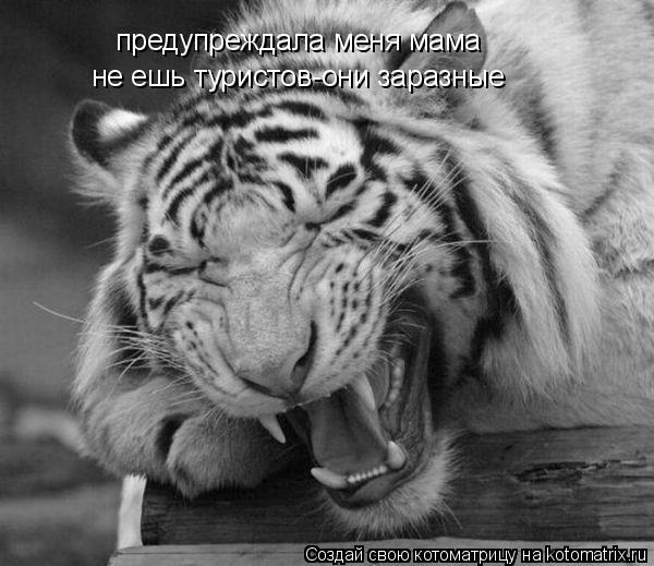 предупреждала меня мама не ешь туристов-они заразные... Котоматрица: предупреждала меня мама не ешь туристов-они заразные