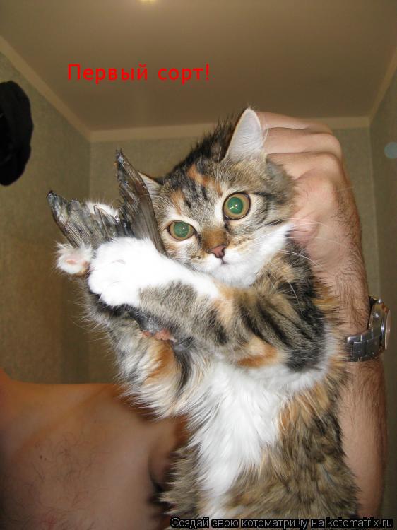 Первый сорт!... Котоматрица: Первый сорт!
