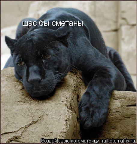 щас бы сметаны... Котоматрица: щас бы сметаны