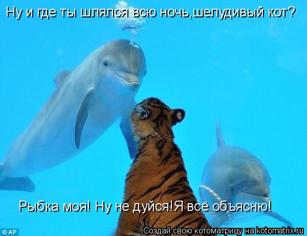 Ну и где ты шлялся всю ночь,шелудивый кот? Рыбка моя! Ну не дуйся!Я всё объясню!... Котоматрица: Ну и где ты шлялся всю ночь,шелудивый кот? Рыбка моя! Ну не дуйся!Я всё объясню!
