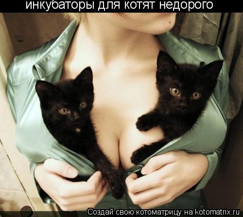 инкубаторы для котят недорого... Котоматрица: инкубаторы для котят недорого
