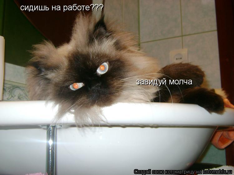 сидишь на работе??? завидуй молча... Котоматрица: сидишь на работе??? завидуй молча
