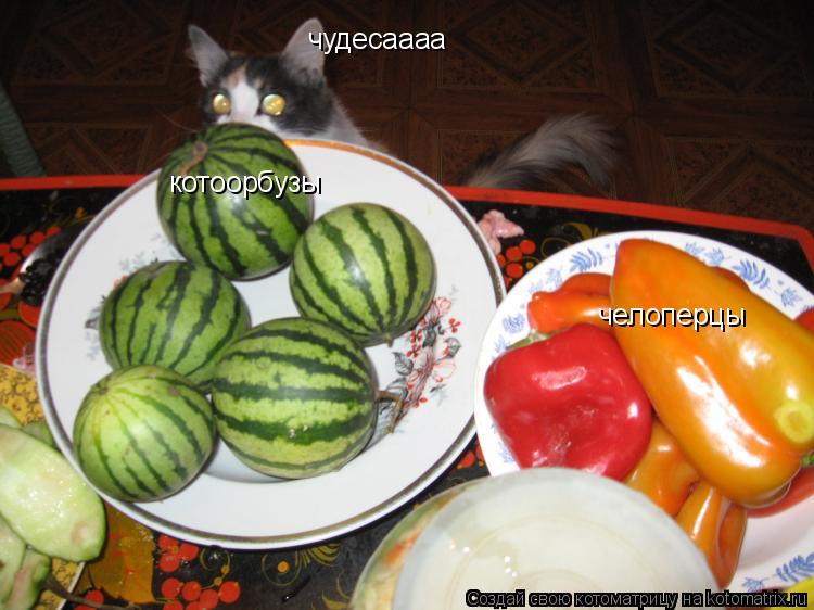 котоорбузы челоперцы чудесаааа... Котоматрица: котоорбузы челоперцы чудесаааа